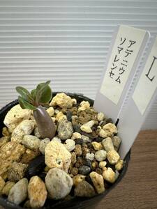 アデニウム　ソマレンセ　実生苗　観葉植物