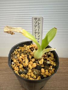  agave ere meteor na sub tenta-ta real raw seedling decorative plant 