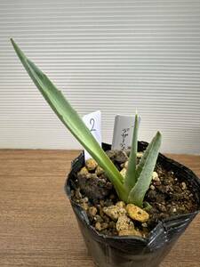  agave te The -ti real raw seedling decorative plant 