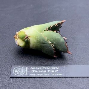 【FK PLANTS】Agave titanota 'Black Fire'（子株）③アガベ チタノタ ブラックファイヤー（子株）③の画像1