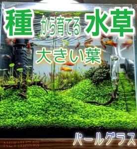 プランツシード　種から育てる水草　水草の種　大きい葉10g