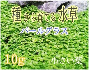 プランツシード　種から育てる水草　水草の種　小さい葉10g