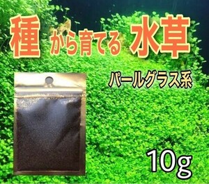 種から育てる水草　アクアリウム　水草の種　小さい葉10g