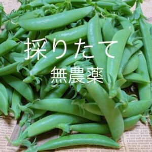 スナップエンドウ700g 無農薬