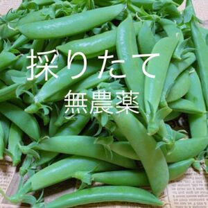 スナップエンドウ700g 無農薬