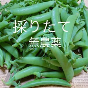 スナップエンドウ700g 無農薬