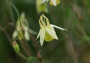 キバナノヤマオダマキ　苗　１株　山野草　抜き苗