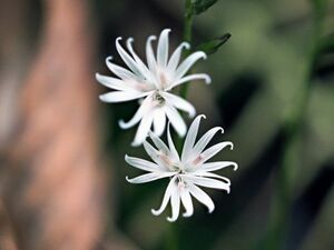 キッコウハグマ　苗　１株　山野草　抜き苗