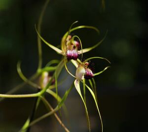 【洋蘭・原種】カラデニア Caladenia paludosa 球根2球 豪州地生蘭・夏眠性球根ラン・野生ラン・山野草 