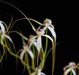 【洋蘭・原種】カラデニア Caladenia longicauda球根1球 豪州地生蘭・夏眠性球根ラン・野生ラン・山野草 