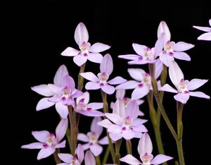 【洋蘭・原種】カラデニア Caladenia reptans球根2球 豪州地生蘭・夏眠性球根ラン・野生ラン・山野草 