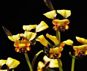 【洋蘭・原種】ディウリス Diuris porrifolia 球根2球 豪州地生蘭・夏眠性球根ラン・野生ラン・山野草 