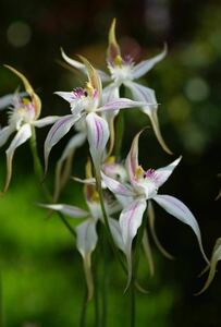 【洋蘭・交配種】カラデニア Caladenia Harlequin x speciosa 球根2球 豪州地生蘭・夏眠性球根ラン・野生ラン・山野草