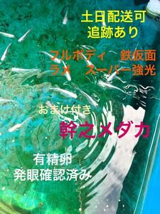 【おまけ付き】幹之メダカ 有精卵30＋α 体外光 メダカの卵 スーパー 強光 フルボディ 鉄仮面 みゆき めだか 有精卵 綺麗 丈夫 孵化率高い