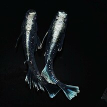 【雅めだか】ブラックマリアージュ光体型　稚魚10匹　画像親です。_画像6