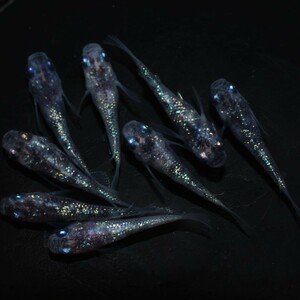 雅めだか】月華×サファイアダルマ　半ダルマショート若魚4ペア　　現物出品　B4　ダルマ体型生まれます