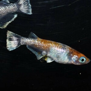 【雅めだか】インフィニティモルフォ亜種　稚魚5匹　画像親です　Azumaめだか様直系