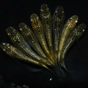 【雅めだか】金平糖ゴールド18K　若魚4ペア　　現物出品　B7　丸長めだか様直系