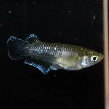 【雅めだか】コブラキッシングワイドフィンダルマ　若魚1ペア+メス1匹　　現物出品　A2_画像4