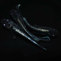 【雅めだか】ミッドナイトフリル体外光×クラウドグレーダイヤリアルロングフィン　若魚1ペア+普通ヒレメス1匹　　現物出品　A3_画像5