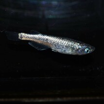 【雅めだか】ネプチューン　稚魚7匹　画像親です_画像7