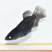 【雅めだか】黑天幻龍ダルマヒカリ体型　若魚オス2匹　　現物出品　A8　掛け合わせに_画像2