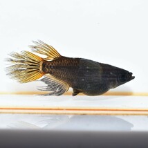 【雅めだか】五式ショート×妲己ダルマ　若魚オス2匹　　現物出品　A9　掛け合わせに　ヒレ伸びます_画像3