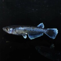 【雅めだか】ミッドナイトフリル体外光　若魚3ペア　　現物出品　A4　体外光、ヒレ伸びこれからです_画像8