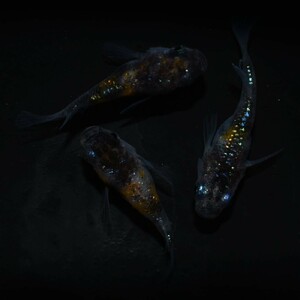【雅めだか】月華×サファイアダルマ　上物幼魚オス2メス1 　現物出品 A3　ラメ、柄これから期待出来る個体です