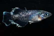 【雅めだか】ブラックマリアージュ光体型　稚魚10匹　画像親です。_画像1