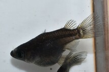 【雅めだか】オロチダルマ　稚魚5匹　画像親です_画像3