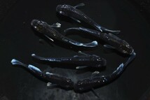 【雅めだか】ミッドナイトフリル体外光　若魚3ペア　　現物出品　A4　体外光、ヒレ伸びこれからです_画像1