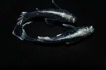 【雅めだか】ブラックマリアージュ光体型　稚魚8匹　画像親です。_画像7