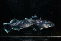 【雅めだか】ブラックマリアージュ光体型　稚魚8匹　画像親です。_画像5