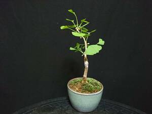[bya расческа n]. лист есть гинкго |o - есть гинкго высота дерева 17. shohin bonsai мини бонсай бонсай превосходный материалы No108-6
