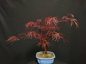 [bya расческа n] ветка сидэ .. лист [..]|sidaremomiji[en can ] высота дерева 29. shohin bonsai мини бонсай бонсай клен бонсай превосходный материалы No52-10