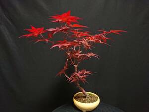 [bya comb n]. leaf [....]|momiji[shoujouno blur ] height of tree 35. shohin bonsai mini bonsai maple bonsai excellent material No57-10