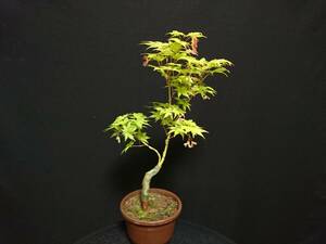 [bya comb n]. leaf [...]|momiji[sigitatsusawa] height of tree 33. shohin bonsai mini bonsai maple bonsai excellent material No61-10