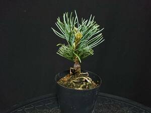 [bya comb n]... leaf pine [ immovable ]|azmagoyo horse tsu[fdou] rare height of tree 11. shohin bonsai mini bonsai bonsai . leaf pine bonsai excellent material No78-6