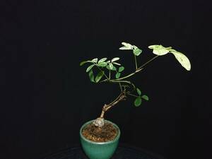 [bya comb n]. go in tree through |fi rear kebi height of tree 14. shohin bonsai mini bonsai bonsai excellent material No122-6