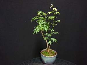 [bya расческа n]. глициния |hime Fuji высота дерева 22. shohin bonsai мини бонсай бонсай превосходный материалы No102-6