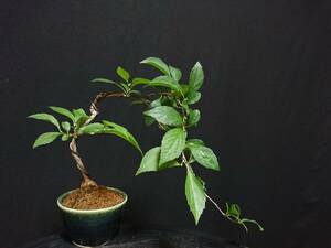 [bya comb n]. flower branch shide ....| red ba not equipped dare styrax japonica height of tree 17. shohin bonsai mini bonsai bonsai excellent material No118-6