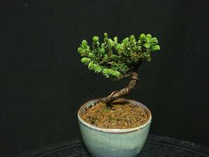 [bya comb n].... pine [ Chitose circle ]|yatsufsaezomatsu[chitose maru ] height of tree 8. shohin bonsai mini bonsai bonsai excellent material No136-6