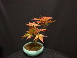 [bya comb n]. leaf [..]|momiji[yuu gray ] height of tree 20. shohin bonsai mini bonsai bonsai maple bonsai excellent material No1-8