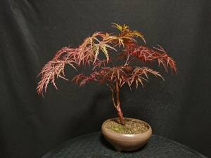 [bya comb n] branch shide .. leaf [ land inside .]|sidaremomiji[mtsu red ] height of tree 34.. manner bonsai shohin bonsai bonsai maple bonsai excellent material No4-10