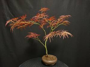 [bya comb n] branch shide .. leaf [ hand direction mountain ]|sidaremomiji[tamkeyama] height of tree 40. shohin bonsai mini bonsai bonsai maple bonsai excellent material No2-12