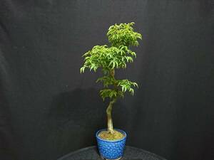 [bya comb n]. leaf [ Lion Mask ]|momiji[sisigasila] height of tree 31. shohin bonsai mini bonsai maple bonsai excellent material No8-10