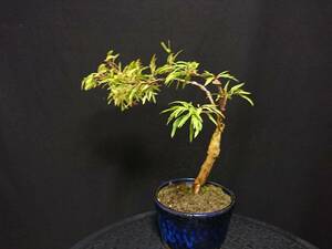 [bya расческа n]. лист [ перо .]|momiji[ - goromo] высота дерева 22. shohin bonsai мини бонсай клен бонсай превосходный материалы No10-8
