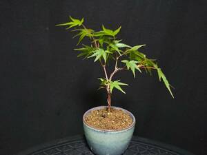 [bya comb n]. leather . leaf |ala leather momiji height of tree 14. shohin bonsai mini bonsai bonsai excellent material No66-6