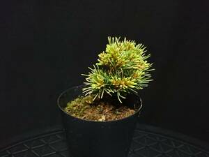 [bya comb n]... leaf pine [ shining star ]|yatsufsagoyo horse tsu[myoujou] height of tree 6. shohin bonsai mini bonsai bonsai . leaf pine bonsai excellent material No26-6